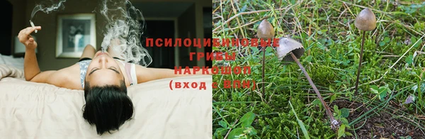 PSILOCYBIN Балабаново
